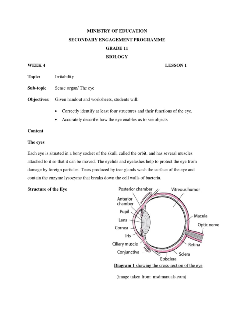 Understanding Eye Structure and Function | PDF | Eye | Retina