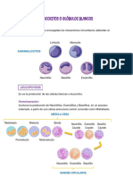 LEUCOCITOS