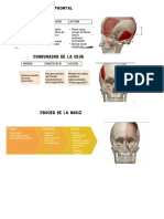 Anatomia Atlas 2