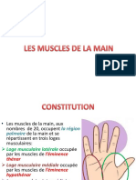 muscle de la main