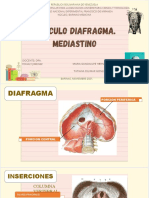 Anatomía y funciones del diafragma