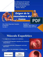 Origen musculatura tronco