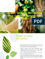 Bagian Tanaman Bermanfaat - Rempah N Obat