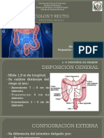 Colon y Recto