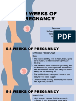 5-8 Weeks of Pregnancy