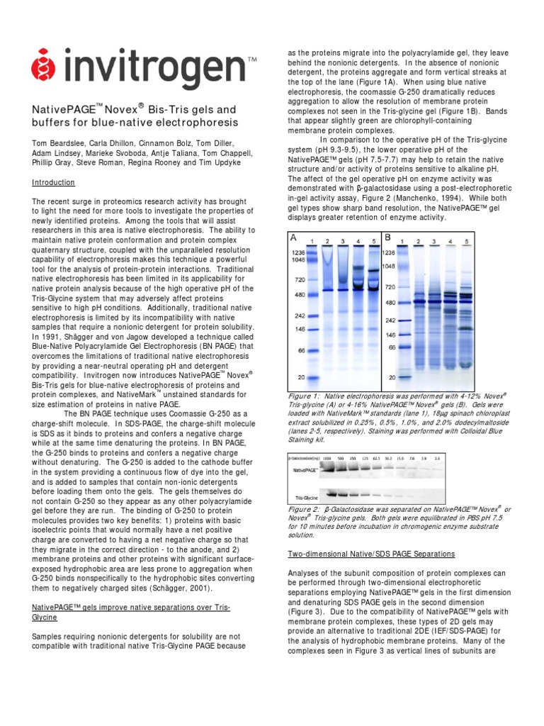 Native Page Note v3 | PDF | Polyacrylamide Gel Electrophoresis | Gel ...