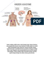 Sistem endokrin anatomi