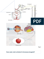 Formarea Imaginii Pe Retina