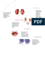 Trabajo de Anatomia Aparato Urinario Actividad 1