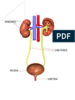 Trabajo de Anatomia Aparato Urinario Actividad 2