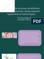 Study of Cellular Processes (Proliferation, Polyploidy, Hypertrohy) During Reparative Regeneration of Various Organs