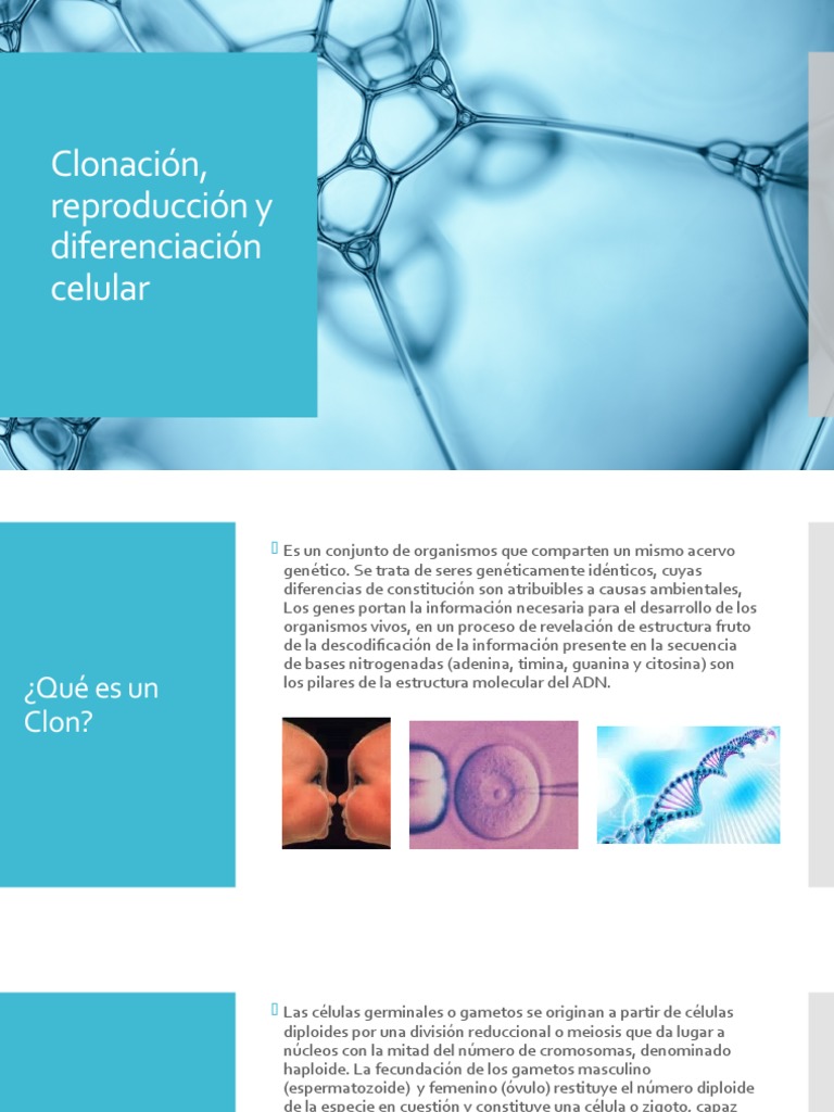 Clonación, Reproducción y Diferenciación Celular PDF Mitosis Mitosis