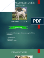 Penyakit parasit anjing kintamani