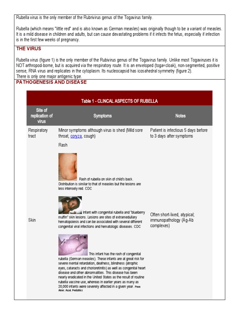 Overview of Rubella Virus and Disease | PDF | Infection | Biological ...