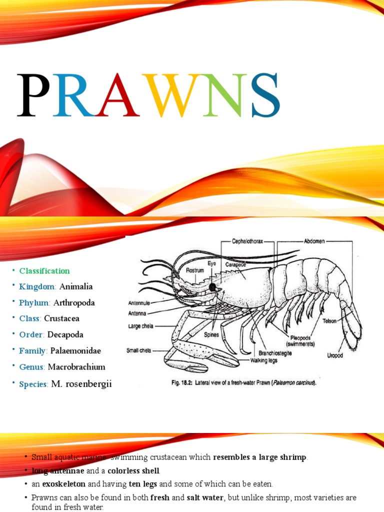 Prawns | PDF | Crustacean | Nerve