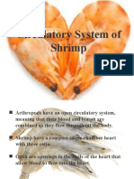 Shrimp - Circulatory System