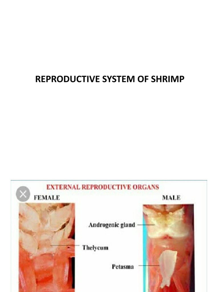 Can Shrimp Affect Human Fertility preview