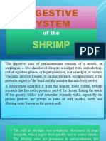 Shrimp - Digestive System