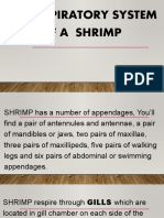 Shrimp - Respiratory System