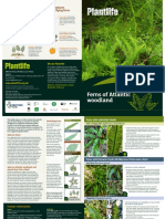 Ferns of Atlantic Woodland: Some Key Terms and Features To Look For When Identifying Ferns