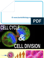 10 Cell Cycle N Cell Division