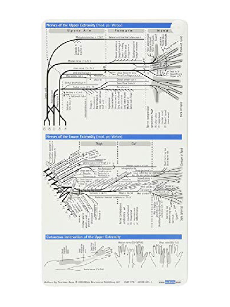 Neurology Pocketcard Set Pdf _ Pocket Neurology (Pocket Notebook Series ...