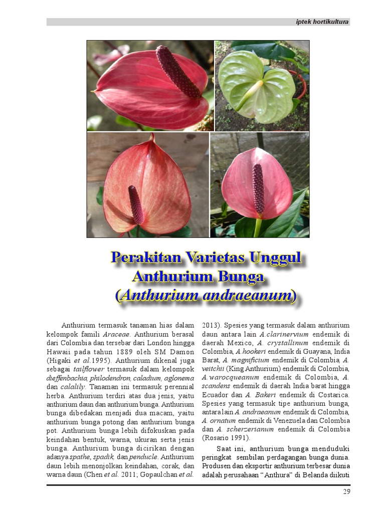 Pemuliaan Varietas Bunga Anthurium | PDF