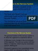 Introduction To The Nervous System