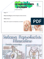Apunte 3 Sist-Reproductor y Circulatorio
