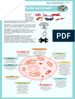 Infografía Célula Animal 