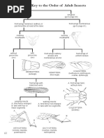 Insect Orders Identification Key | PDF | Insects | Arthropods