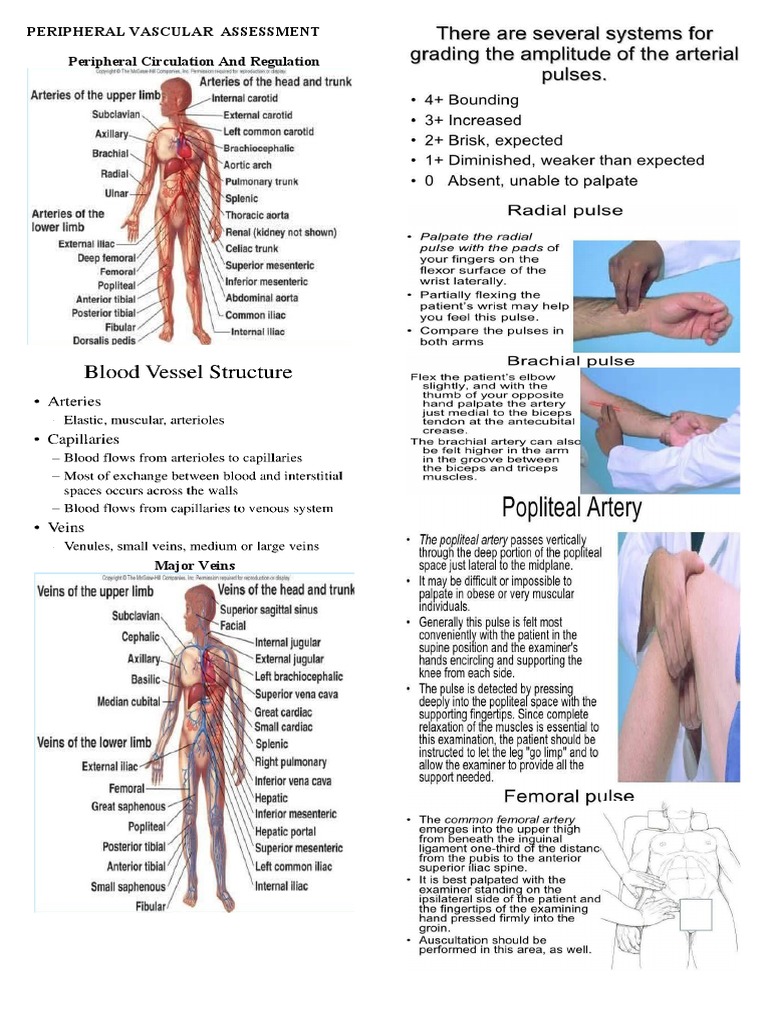Peripheral Vascular Assessment | PDF