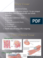 K31 - Muscle Tissue-DMS