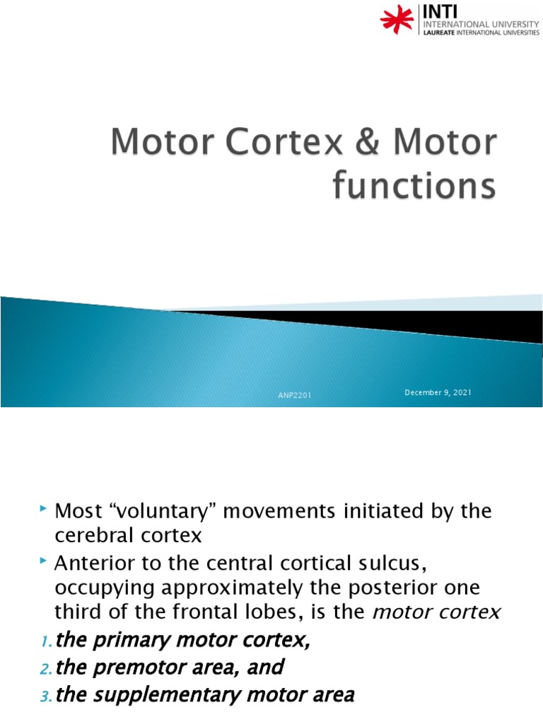Motor Cortex | PDF
