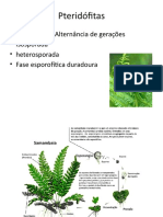 Pteridófitas, Gimnospermas e Angiospermas