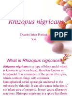 Rhizopus Nigricans: Dyastri Intan Pratiwi X.6
