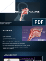 Anatomia de La Faringe