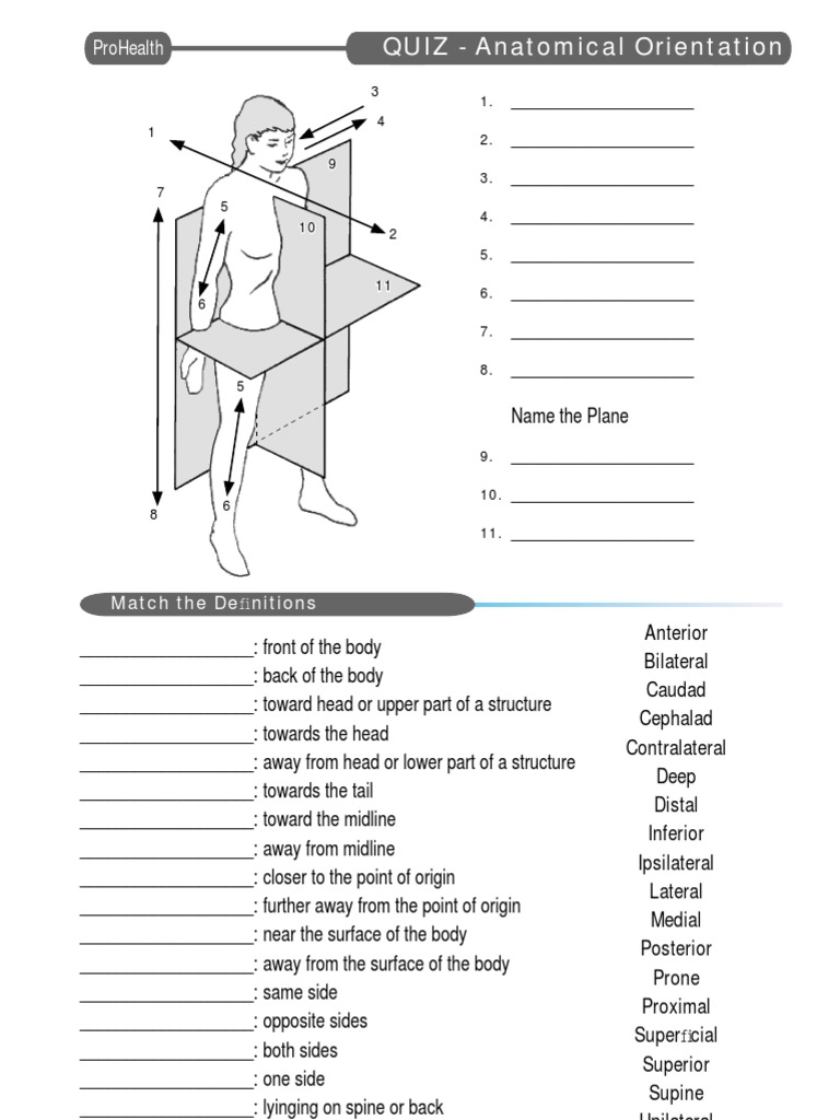 Anatomical Orientation Quiz | PDF | Anatomical Terms Of Location ...