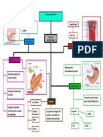 Mindmap Kalenjar Pencernaan