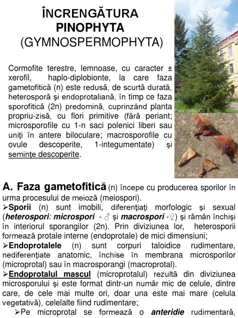 Pinophyta Caractere Generale | PDF