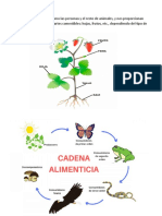 Las plantas como productoras de alimentos en cadenas tróficas