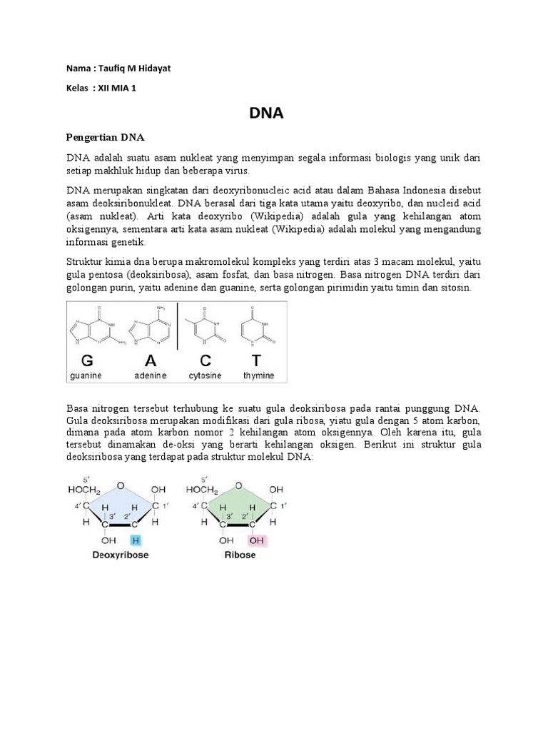 Pengertian dan Struktur DNA | PDF | Sains & Matematika