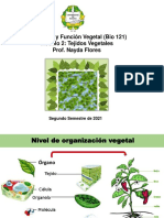 Modulo 2. Tejidos Vegetales