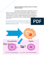 Desarrollo Del Cerebro Humano