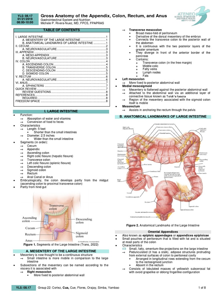 Gross Anatomy of The Appendix, Colon, Rectum, and Anus | PDF | Large ...