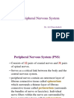 Chap 10 - The Peripheral Nervous System