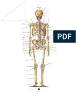 Skelet System PA