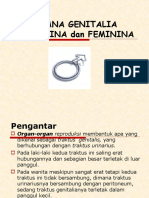 ORGANA GENITALIA FEMININA DAN MASCULINA