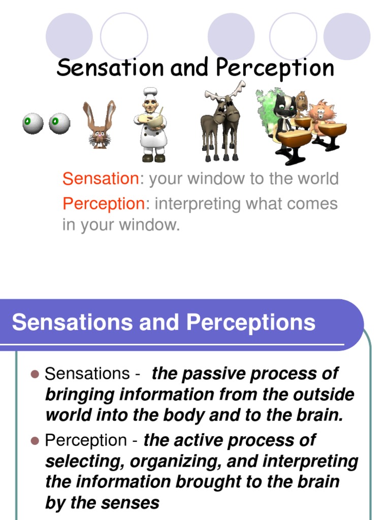 Attention and Sensation | PDF | Senses | Stimulus (Physiology)