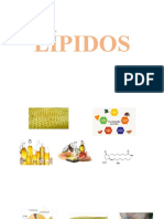 S16_lípidos